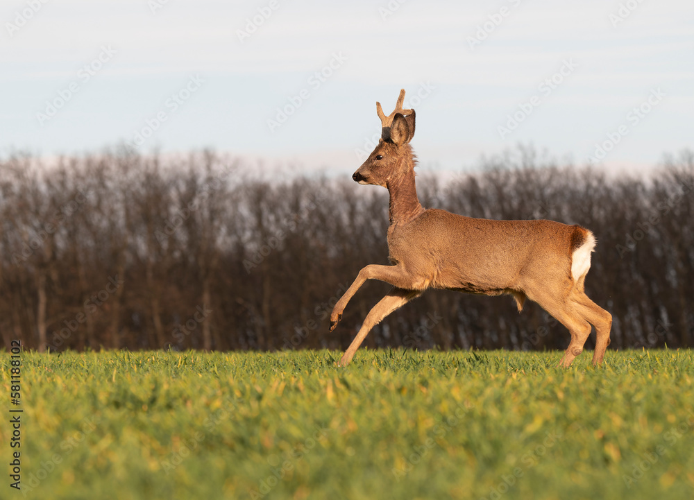 Cute roe-deer on a green spring field Cute roe-deer on a green spring field