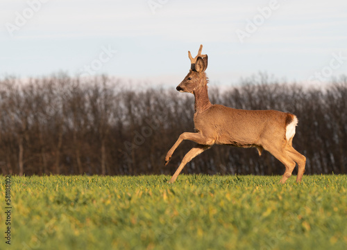 Cute roe-deer on a green spring field