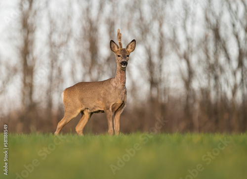 Fototapeta Naklejka Na Ścianę i Meble -  Cute roe-deer on a green spring field