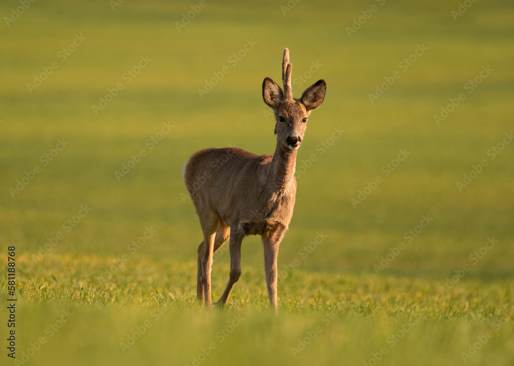 Cute roe-deer on a green spring field Cute roe-deer on a green spring field