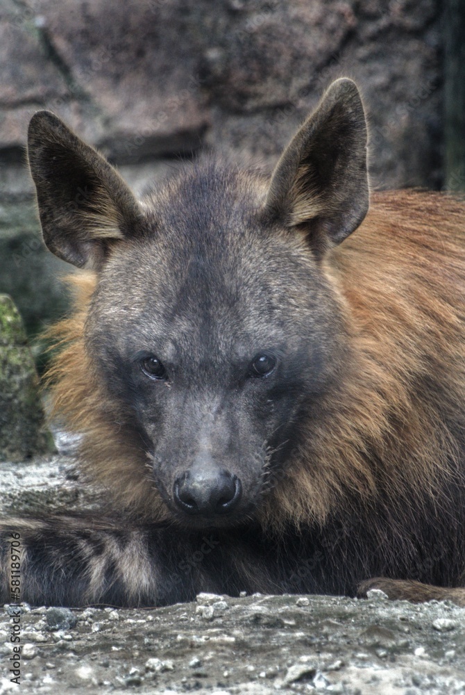 Portrait of brown hyena in close-up Portrait of brown hyena in close-up