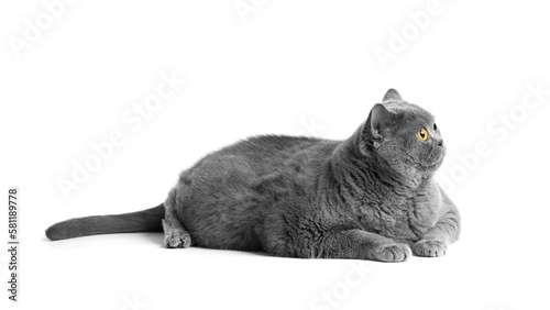 Fat British shorthair cat lies in front of white background