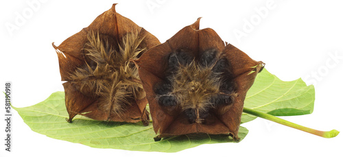 Devil’s cotton with green leaf photo