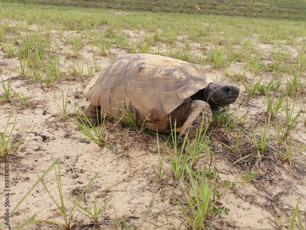 Obraz premium Foto de tortuga