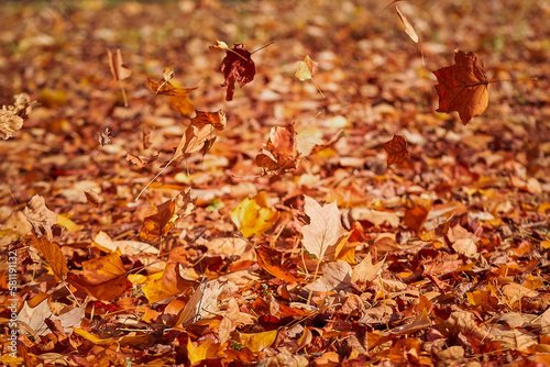 ground covered with autumn leaves