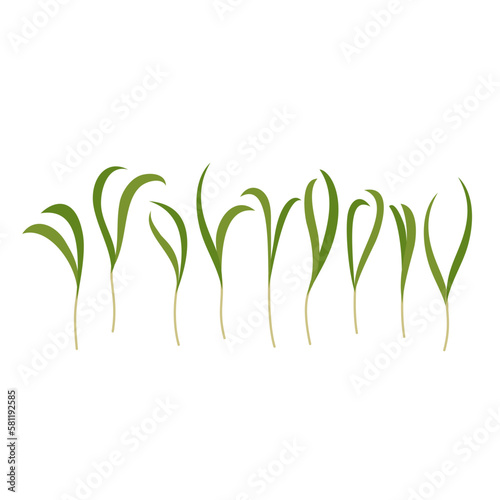 Seeds and sprouts of microgreens of spinach. Design element. Vector illustration.