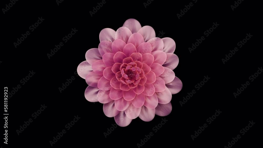Blossoming flower on black. 3D render
