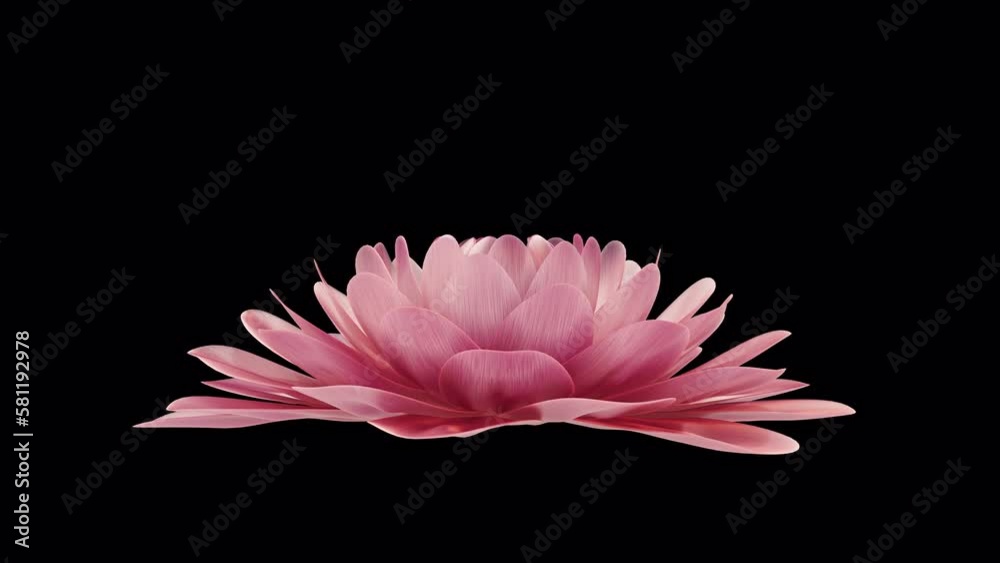 Blossoming flower on black. 3D render
