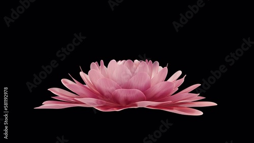 Blossoming flower on black. 3D render