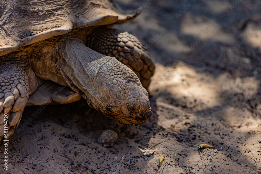 Obraz premium turtle on the ground