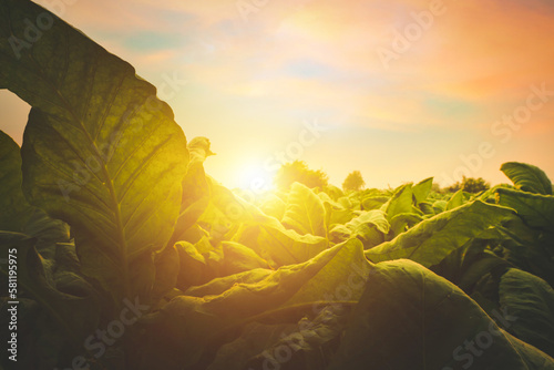 Obraz na plátně Tobacco big leaf crops growing in tobacco plantation field