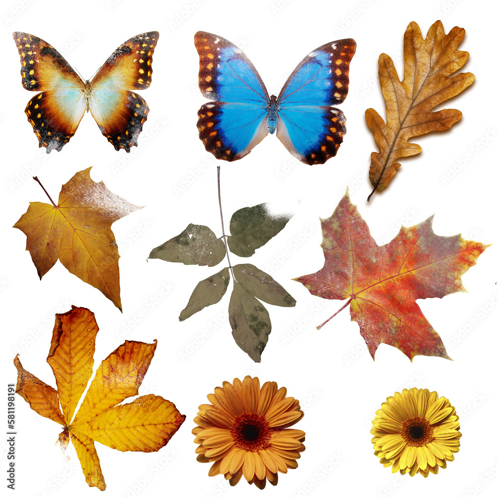 Obraz premium autumn set collection from dry leaves, flowers and butterflies. retro styled, isolated