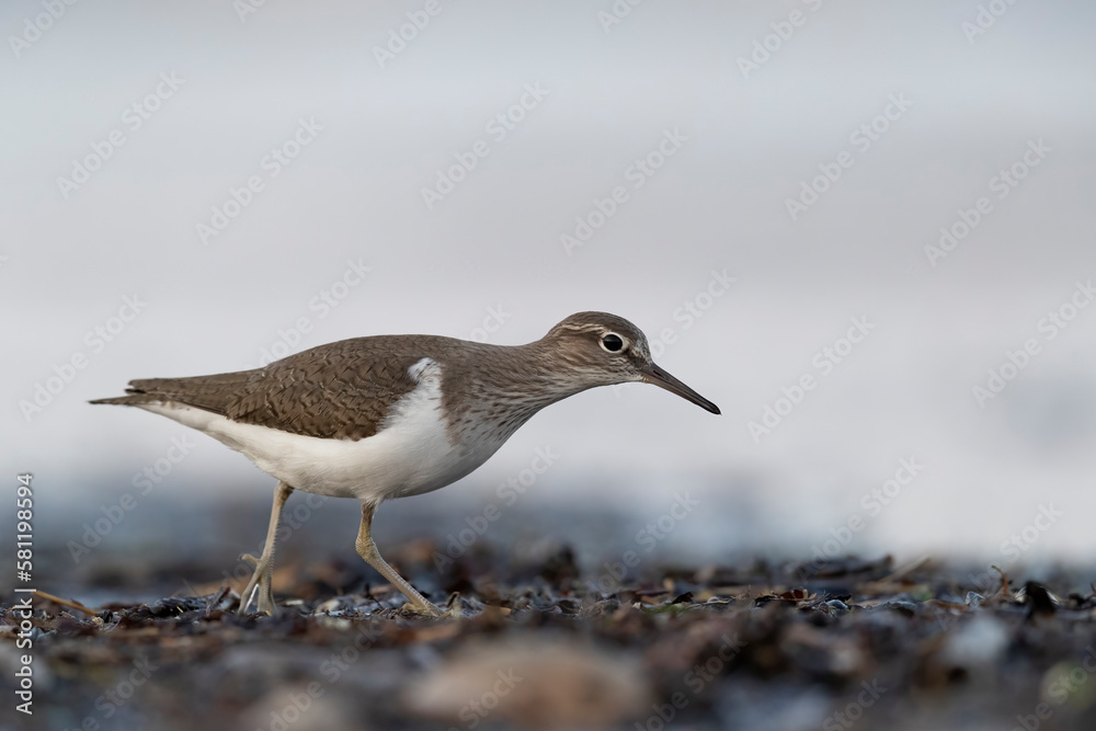 Waders or shorebirds, Common Sandpiper (Actitis hypoleucos). Waders or shorebirds, Common Sandpiper (Actitis hypoleucos).