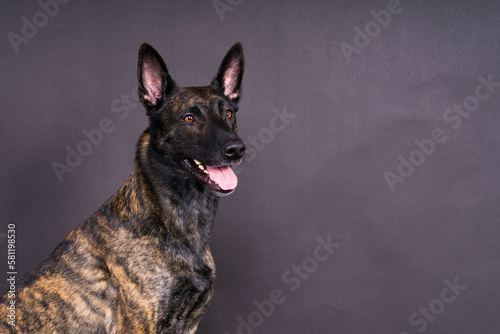Canvas Print Dutch shepherd on black background studio posing portrait