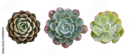 Top view of small potted cactus succulent plants, set of three various types of Echeveria succulents including Raindrops Echeveria (center)