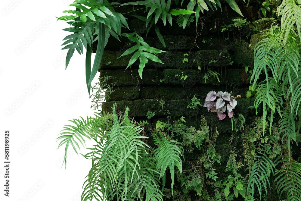 Old brick wall covered with mosses and tropical forest plants (ferns, Selaginella, Begonia) growing in wild, abandoned vertical garden with rainforest houseplants Old brick wall covered with mosses and tropical forest plants (ferns, Selaginella, Begonia) growing in wild, abandoned vertical garden with rainforest houseplants
