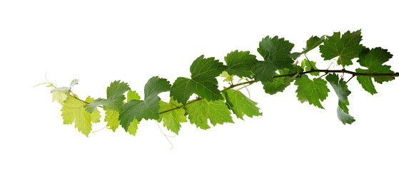 Grape leaves vine plant branch with tendrils in vineyard