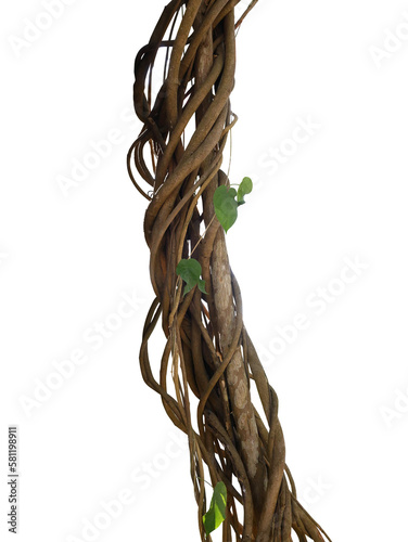 Twisted wild liana jungle vines plant growing on tree branch