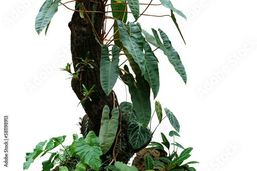 Fototapeta Naklejka Na Ścianę i Meble -  Climbing philodendron (Philodendron billietiae) tropical foliage plant growing on rainforest tree trunk with Bromeliads, Anthurium, ferns, and various tropic plants leaves