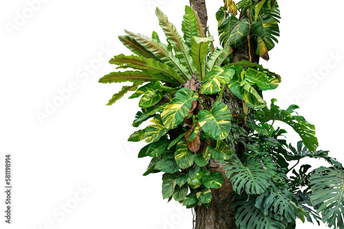 Rainforest tree trunk with tropical foliage plants, Monstera, golden pothos vines ivy, bird's nest fern, and orchid leaves, rich biodiversity in nature.