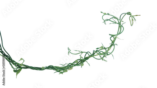 Twisted jungle vines liana plant with heart shaped young green leaves