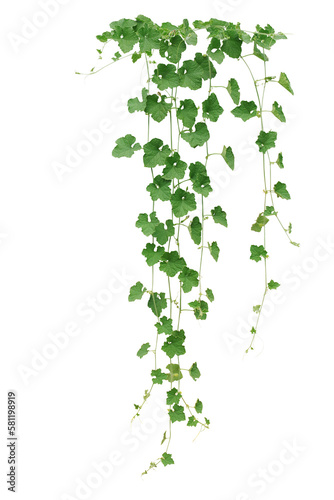 Winter melon or wax gourd vines with thick green leaves hanging vine plant