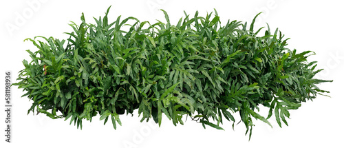 Green leaves tropical foliage plant bush of Wart fern or Monarch fern (Phymatosorus scolopendria) the garden landscaping shrub
