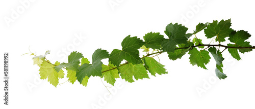 Grape leaves vine plant branch with tendrils in vineyard © Chansom Pantip