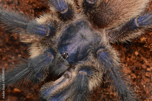 Monocentropus balfouri adult male spider from Socotra photo
