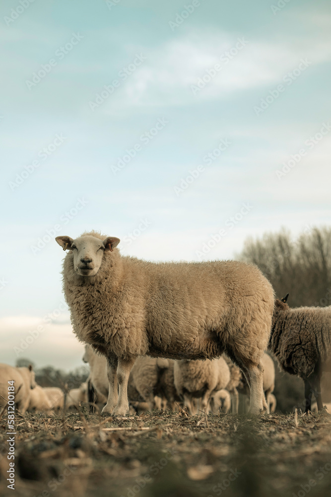 Sheep grazing on a farm, white sheep farming animals, agriculture setting, wool and grass in a rural area Sheep grazing on a farm, white sheep farming animals, agriculture setting, wool and grass in a rural area