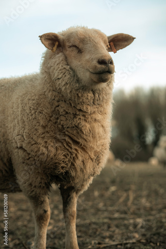 Cute sheep grazing on a farm, white sheep farming animals, agriculture setting, wool and grass in a rural area