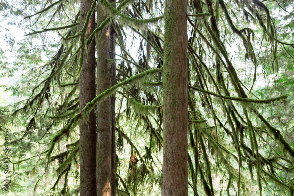 Fototapeta premium Western Red Cedar