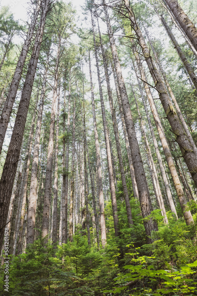 Fototapeta premium Young Forest in Canada