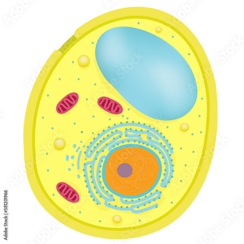 Anatomy of Yeast cells.