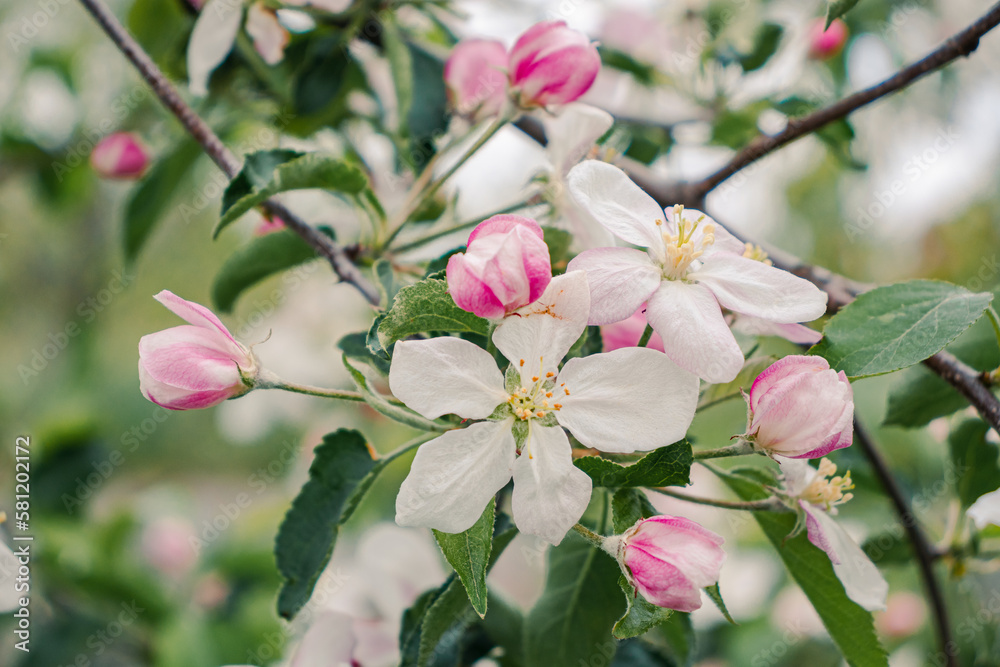 Apple blossom white pink spring