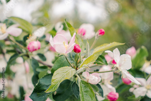 Apple blossom white pink spring