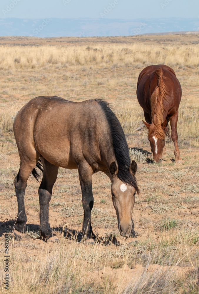 Wild Horses in Autumn in the Wyoming Desert Wild Horses in Autumn in the Wyoming Desert