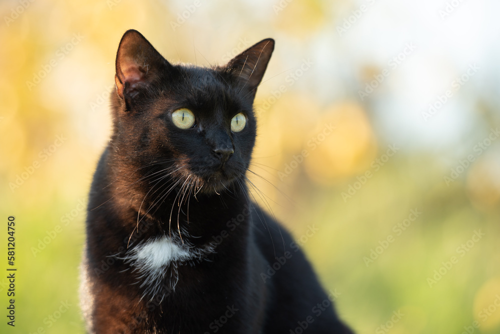 Portrait of domestic black cat with white spot.