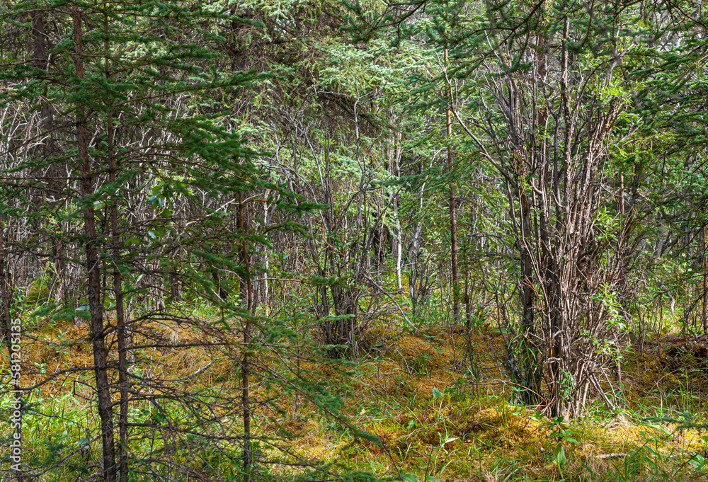 Denali Park, Alaska, USA - July 24, 2011: looking through the thick green foliage forest, the brown thin trunks, and the yellow-brown ground cover