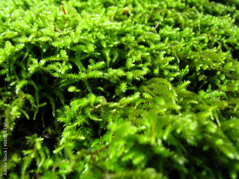 Reindeer moss wall, Cladonia rangiferina deer lichen green wall decoration. Reindeer moss wall, Cladonia rangiferina deer lichen green wall decoration.