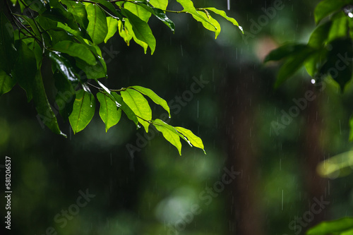 Fototapeta Naklejka Na Ścianę i Meble -  raining shower drop on leaf tree, close up of rainfall in jungle,Heavy Rain Falling on Tree Leaves in forest. droplets fixed on green leaves, Raining day in tropical forest. Raindrop in deep jungle.