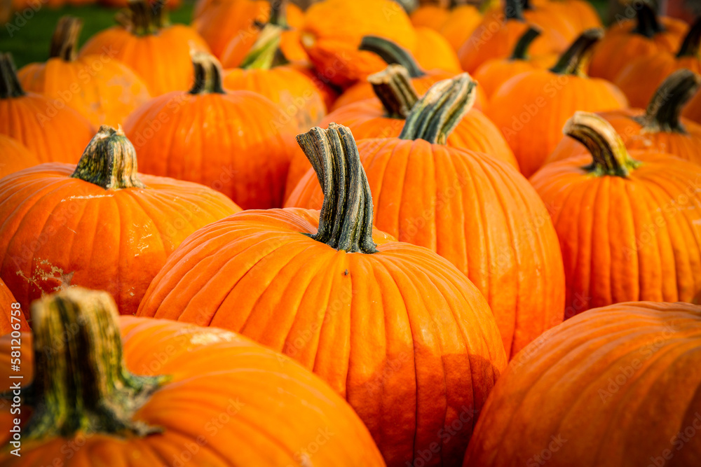 Close up photo of giant pumpkins in autumn Close up photo of giant pumpkins in autumn