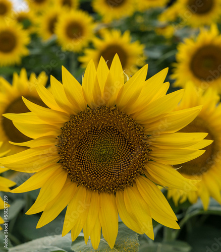 sunflower on a field
