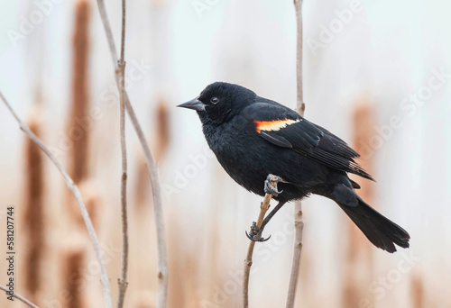 redwing blackbird against cattails