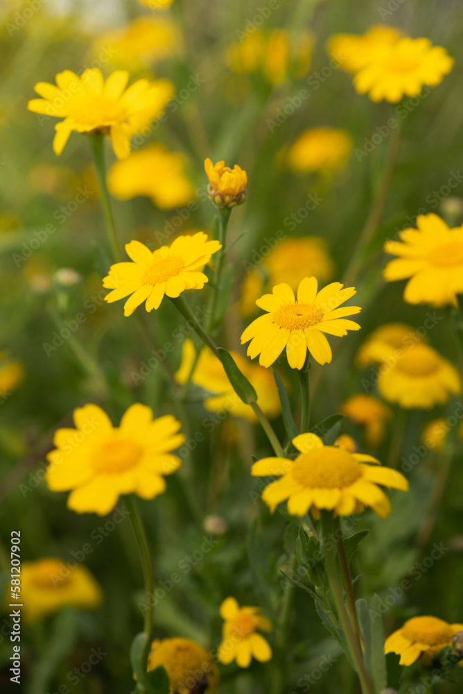 Yellow chamomile, golden daisy, Anthemis Tinctoria is an important herb. Yellow chamomile, golden daisy, Anthemis Tinctoria is an important herb.
