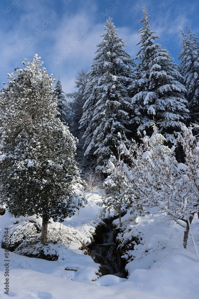 Sapins enneigés, forêt de Corrèze, France Sapins enneigés, forêt de Corrèze, France