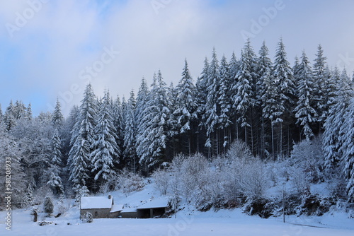 Sapins enneigés, forêt de Corrèze, France © Aurelie