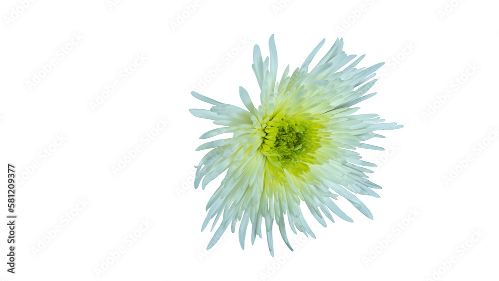 Chrysanthemum isolated and cut out. Also called mother flower, florist daisy or China chrysanthemum, a field flower of many colors. Chrysanthemum isolated and cut out. Also called mother flower, florist daisy or China chrysanthemum, a field flower of many colors.