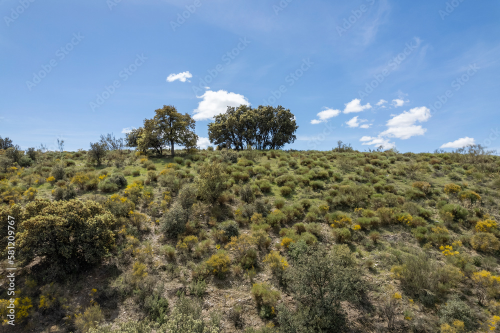 several holm oaks on a mountain in the south of Granada