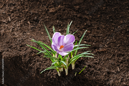 crocus on soil or dirt ground photo